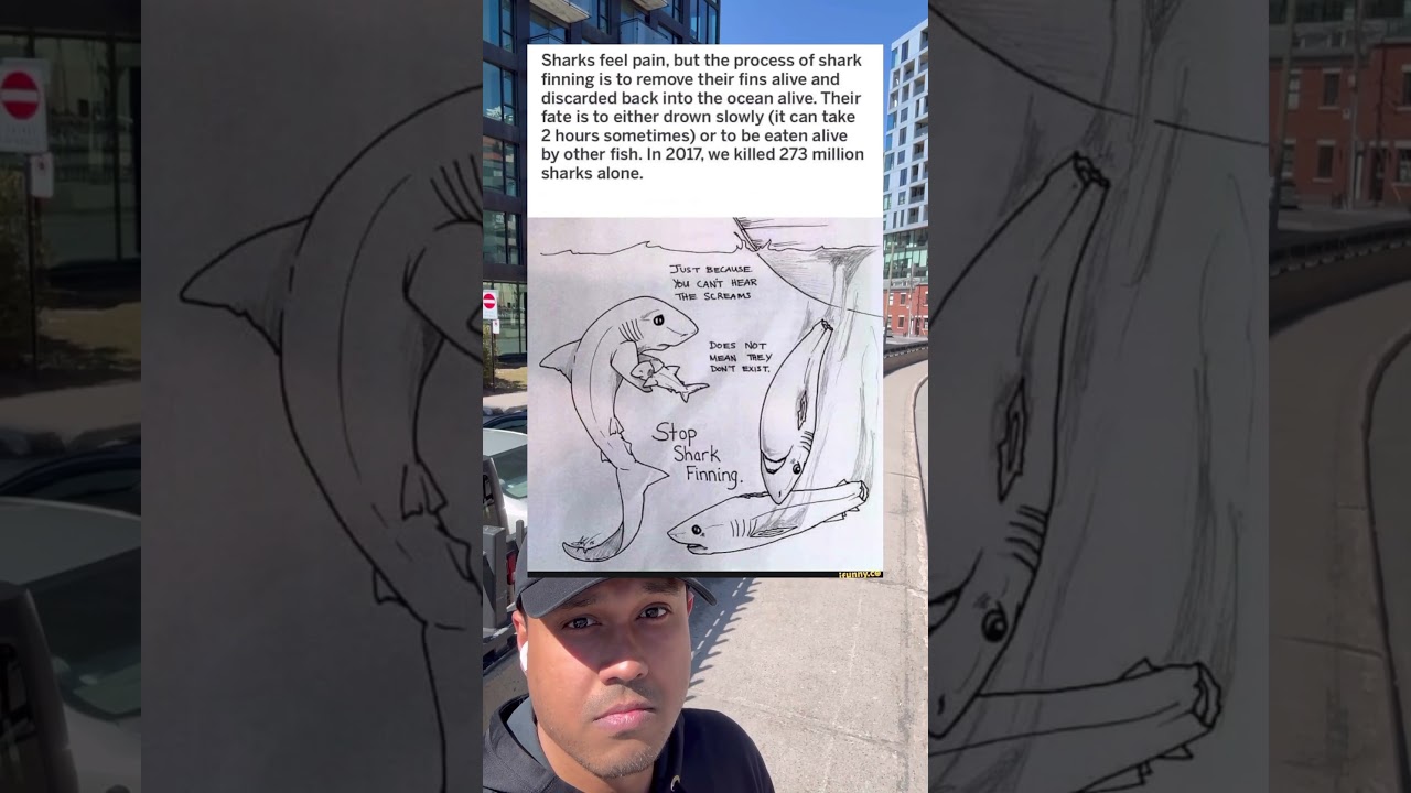 Shark finning removes their fins while alive and leaves them to drown for up to two hours #Shark