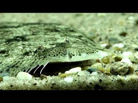 download lagu mp3 mp4 Freshwater Sole, download lagu Freshwater Sole gratis, unduh video klip Freshwater Sole