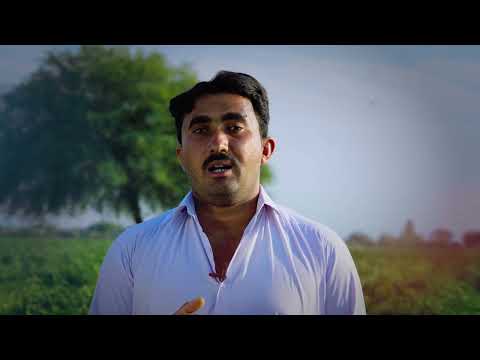 Syngenta Tomato Growers Testimonial