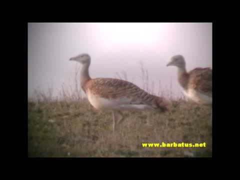Avutarda ( Otis tarda ) Great Bustard