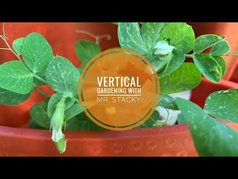 Vertical Gardening with Mr. Stacky - 1 month update