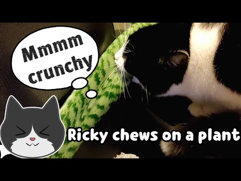 This Cats Loves Plants A Bit Too Much! (Funny Video!)