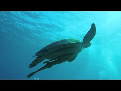 Diving with Doplhins and Turtles