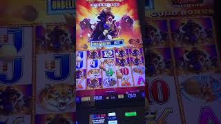 BIG WIN!! Dad and "BUFFY" at CHOCTAW!!! BUFFALO GOLD