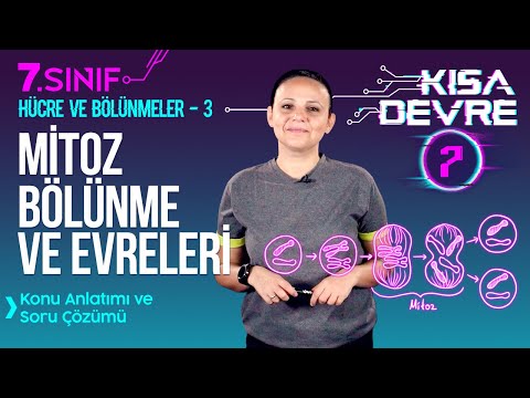 Mitoz Bölünme: Evreleri ve Özellikleri (Animasyonlu Anlatım) | 7. Sınıf Fen | Lightboard ile Ders #7