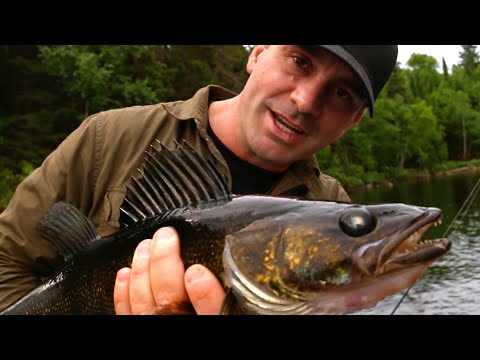 DES "CHAROGNARDS" SUPER AGRESSIFS - Cyril Chauquet