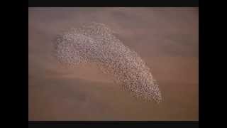 WHERE FLAMINGOS FLY - Gil Evans