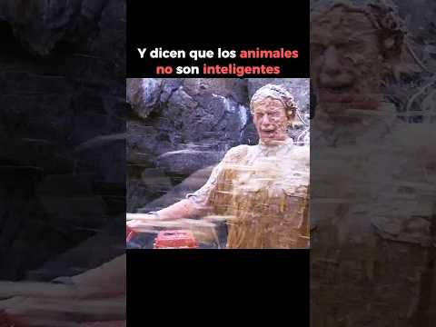 Y dicen que los animales no son inteligentes 😂 |🎬: 50 First dates | #shortsfeed