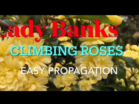 DIY Easy Propagating Lady Banks Climbing Roses Through Cuttings