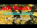 DIY Easy Propagating Lady Banks Climbing Roses Through Cuttings