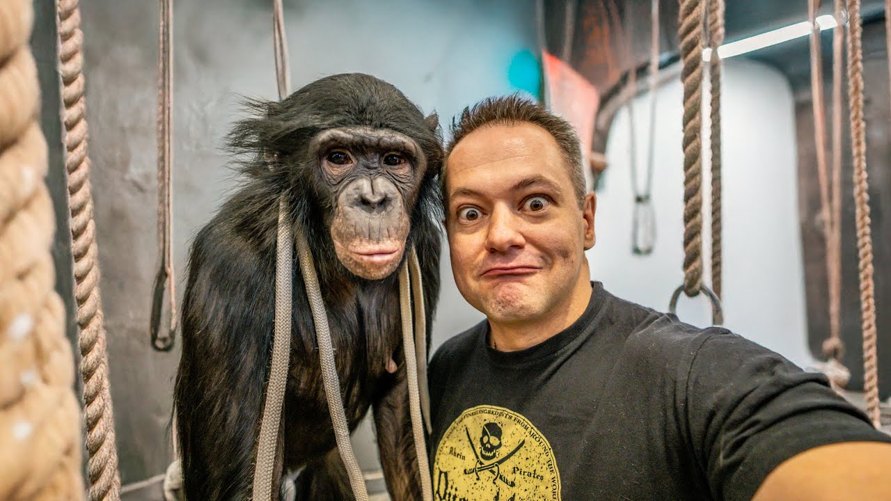 Невероятная Правда о Предпочтениях Шимпанзе в Играх