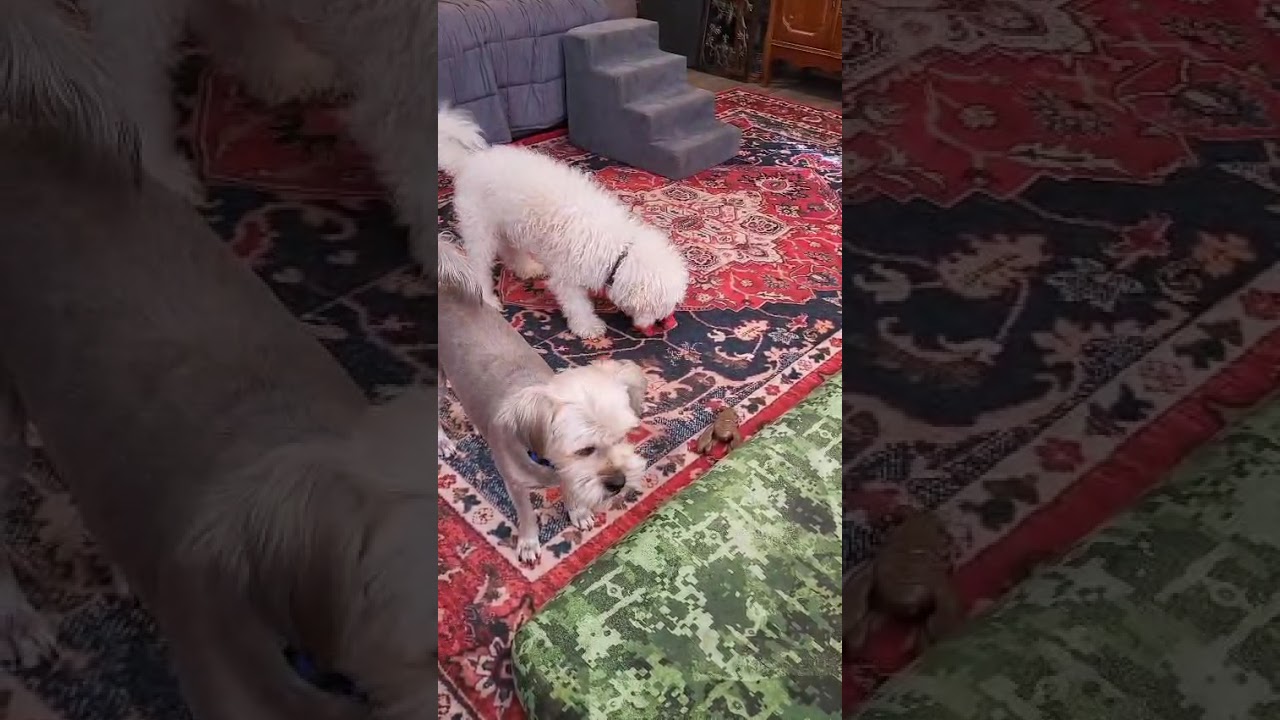 Enlarge Zio, a ADOPTABLE mixed breed in Southport, CT video 4/4