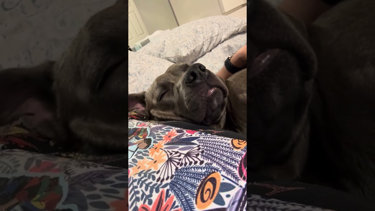 Enlarge Boomer, a Adoptable Pit Bull Terrier in Roswell, GA video 6/6