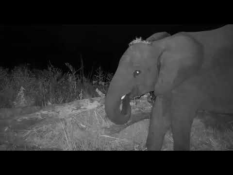 Djuma: Elephants eating and drinking by the pans - 04/21/20