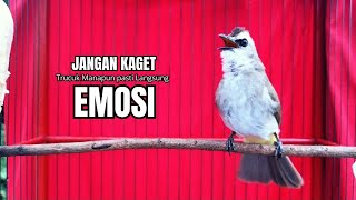 Download lagu Suara Burung TRUCUKAN gacor TARUNG ROPEL PANJANG pancingan trucukan agar JADI trucuk gacor EMOSI mp3