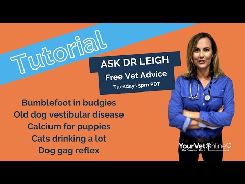 Ask A Vet Live Tutorial | Bumblefoot, Gag reflex, Vestibular Disease, Calcium for pups + More #vet