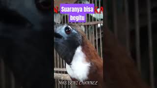 Download lagu TEPUS LEHER PUTIH GACOR mp3 Download lagu TEPUS LEHER PUTIH GACOR mp3