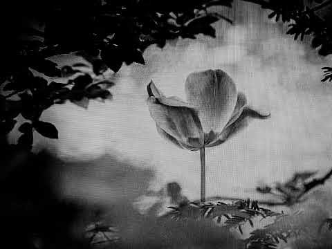 Milan Kučera - Černý tulipán