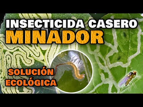 , title : 'Elimina el Gusano MINADOR de las Hojas y de los Cítricos | Insecticida CASERO para Plantas'