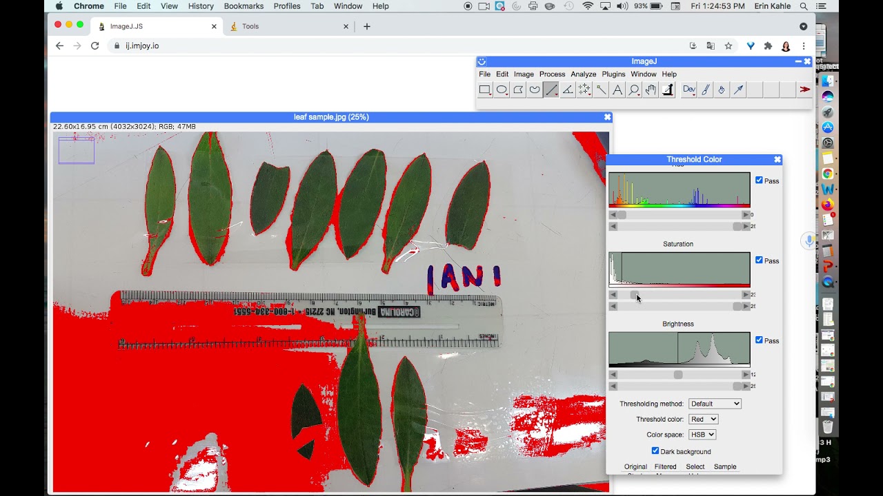 Calculating Leaf Surface Area with ImageJ