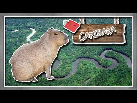 Capybara | The largest rodent in the world | (Animals of the World) | Request |