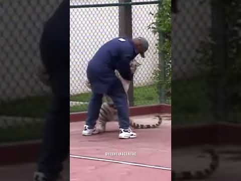 Mike Tyson playing with his Tiger 🥶🥊