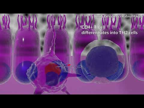 Type I Hypersensitivity Mechanism Animation (Full HD)