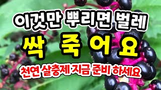 천연살충제 이것만 뿌리면 모든벌레 싹다 죽어요/ 겨울에 만들어서 5월에 사용 / 자리공 살충제