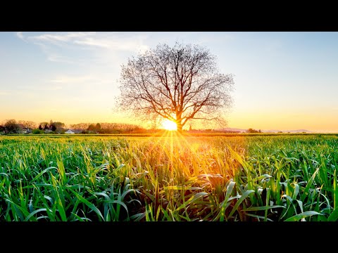 Beautiful Meditation Music for Stress Relief • Relaxing Music, Healing Music, Ambient Study Music