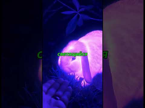 «Фиолетовый кролик во дворе: тайна светящихся следов»