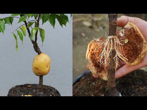 How to air layer star fruit with potato | Propagating star fruit with potatoes