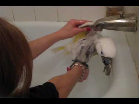 Cockatoo bath – Jasmine’s beauty hour