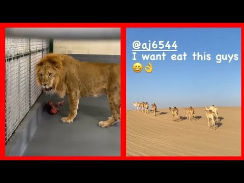 Khabib Nurmagomedov roars at a lion at the zoo