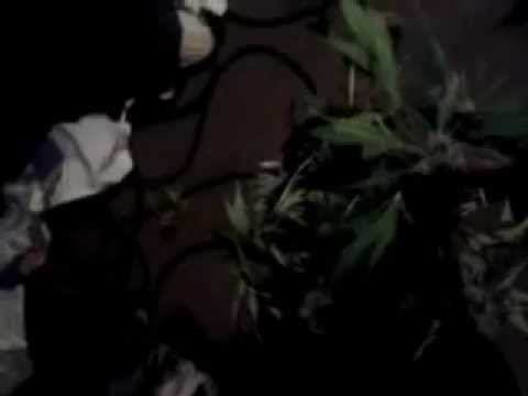 Yung lyfe ent! Tayway got weed everywhere yl EK!