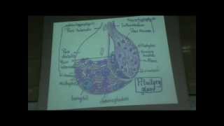 Dr Gihan Endocrine 1 pituitary gland ( part 2 )