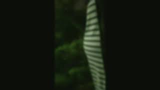 Download lagu Pregnancy construction Japanese pregnant night walk alone with labor pain. mp3 Download lagu Pregnancy construction Japanese pregnant night walk alone with labor pain. mp3