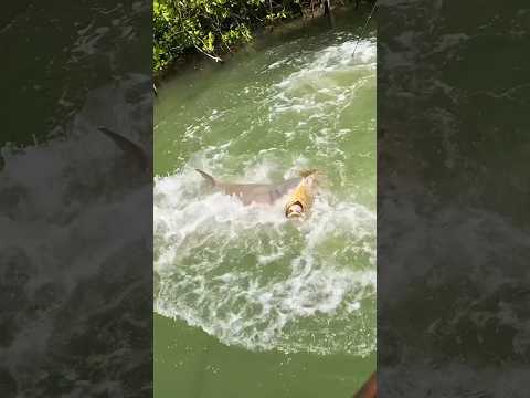 Shark Comes Out Of Nowhere to Tax Our Fish! 🦈 #fishing #shark 🎥IG:@thtboyjslays_