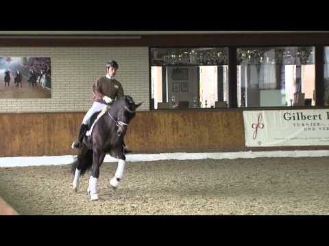 Danzador by Diamond Hit - Lauries Crusador xx / Stallion Show Vechta 2014 - Böckmann Pferde