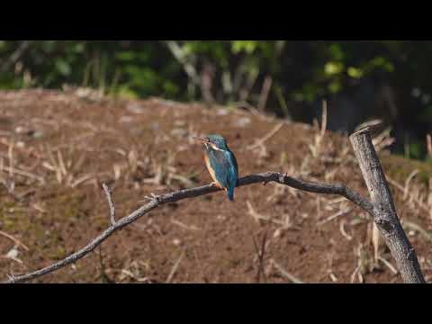  2024 年にラズベリーの吸盤を植えるのに最適な時期はいつですか?春にこれらの低木を移植するにはどうすればよいですか？  庭園