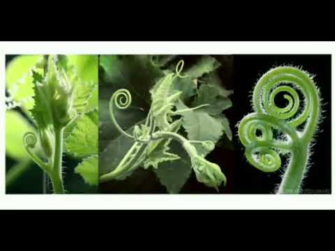 Tendrils in Cucurbitaceae