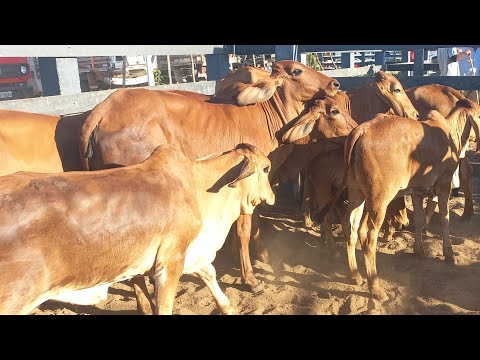 Feira de gado em Craibas Alagoas 24/01/26#nordeste