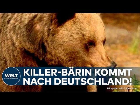 THÜRINGEN: Für tödlichen Angriff verantwortliche Problembärin JJ4 wird nach Deutschland umgesiedelt