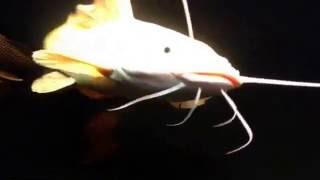 Red tail catfish.  White albino catfish.