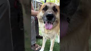 Video preview image #1 German Shepherd Dog-Unknown Mix Puppy For Sale in Pasadena, CA, USA