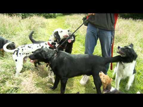 The Leader of the Pack TV show