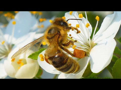 , title : 'Včela medonosná - The western honey bee (Apis mellifera) - Opylení/Pollination'