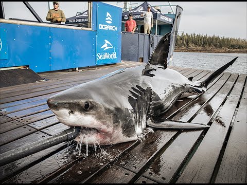 Flower: Female Juvenile White Shark