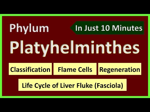 Protonefridialis rendszer platyhelminthes - Parazitaellenes gyógyszer riol