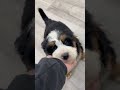 Mini Bernedoodle dogs for sale: Ranger - Video 1