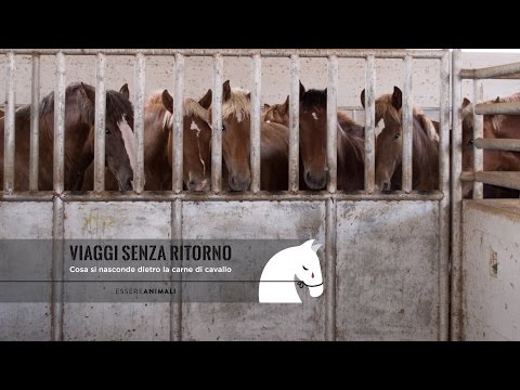 , title : 'VIAGGI SENZA RITORNO - Cosa si nasconde dietro la carne di cavallo'
